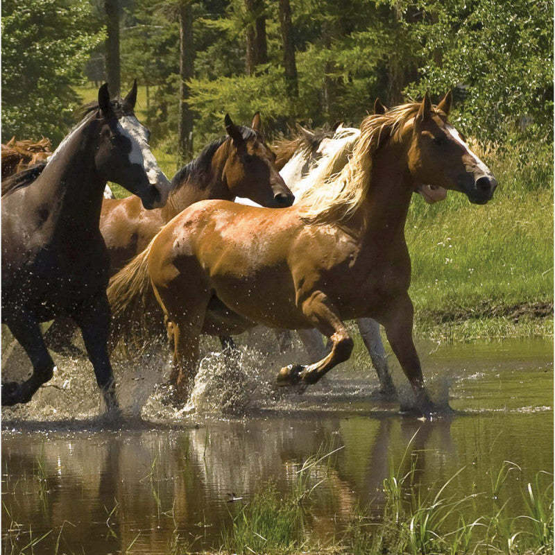 “Horse Play” Western Horse Paper Cocktail Napkin